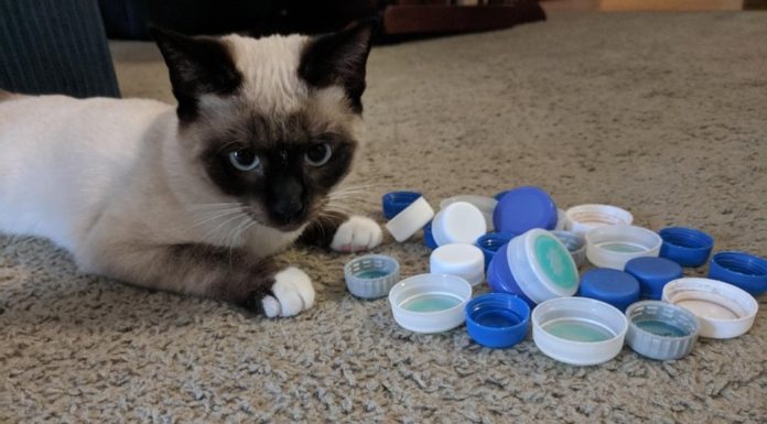 17 випадків, коли у котиків злетіли настройки, і вони почали вести себе дивно