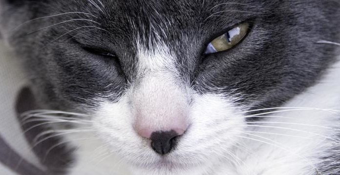 «Левоміцетин» для кішок: показання, способи застосування і дозування