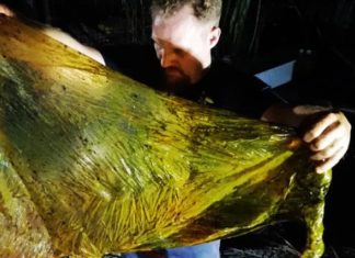 У шлунку мертвого кита знайдено 40 кг пластикового сміття