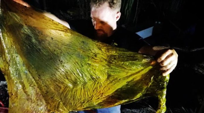 У шлунку мертвого кита знайдено 40 кг пластикового сміття