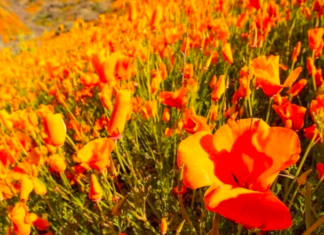 Натовпи туристів в Каліфорнії: місцеві пагорби «палають» рідкісним цвітінням помаранчевих маків