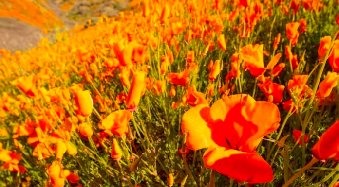 Натовпи туристів в Каліфорнії: місцеві пагорби «палають» рідкісним цвітінням помаранчевих маків