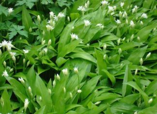 Черемша: корисні властивості і особливості вирощування