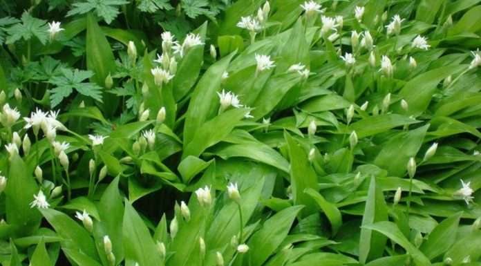 Черемша: корисні властивості і особливості вирощування