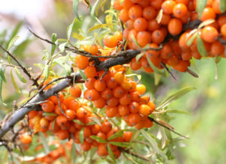 Обліпиха чоловіча і жіноча. Скільки різностатевих дерев потрібно мати в саду