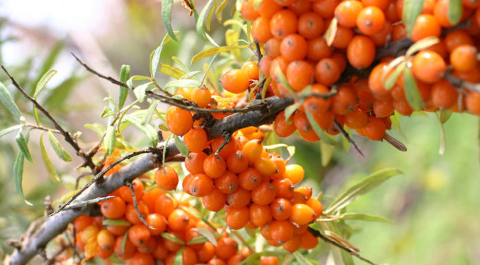 Обліпиха чоловіча і жіноча. Скільки різностатевих дерев потрібно мати в саду