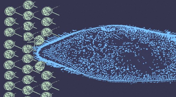 Повязані одним тілом