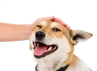 Флюс у собаки: причини, симптоми і методи лікування
