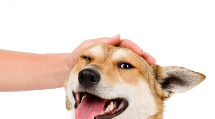 Флюс у собаки: причини, симптоми і методи лікування