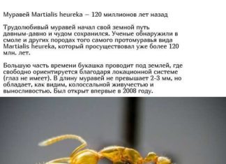 Істоти, що живуть на нашій планеті мільйони років