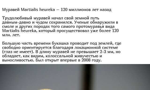 Істоти, що живуть на нашій планеті мільйони років