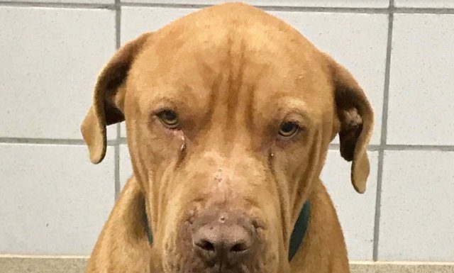 Покинутий пес плакав від болю та відчаю