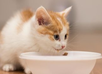 Корм для кішок Mealfeel: відгуки ветеринарів про якість