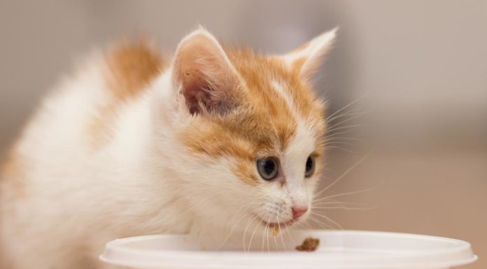 Корм для кішок Mealfeel: відгуки ветеринарів про якість