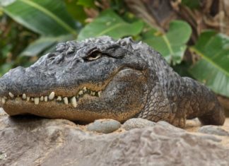 Алігатори допомогли розібратися в слух динозаврів