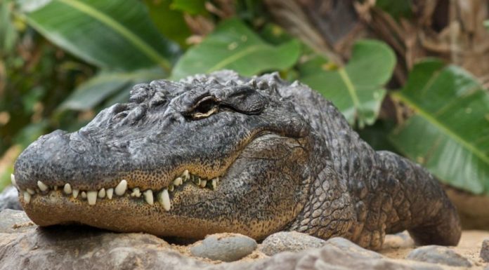 Алігатори допомогли розібратися в слух динозаврів