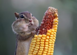 МИЛІ І СМІШНІ