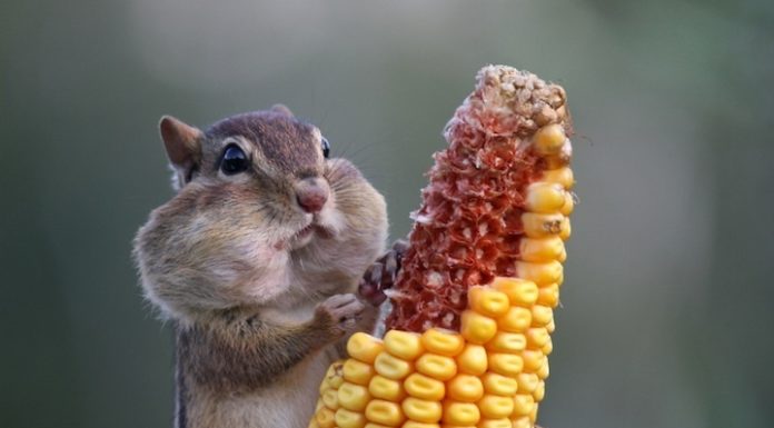 МИЛІ І СМІШНІ