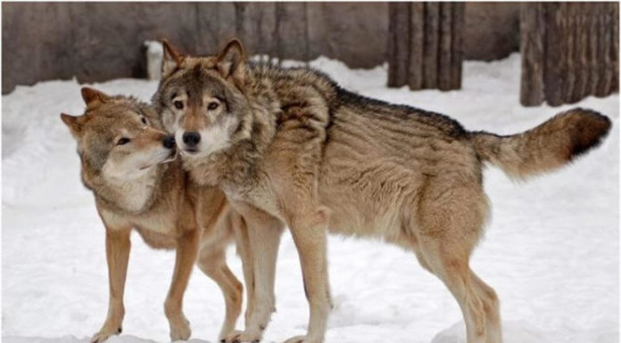 Вовки допомогли прийняти пологи у вагітної жінки під час бурі