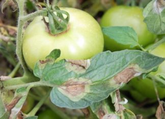 З чого починається… фітофтора