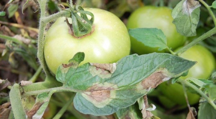 З чого починається… фітофтора