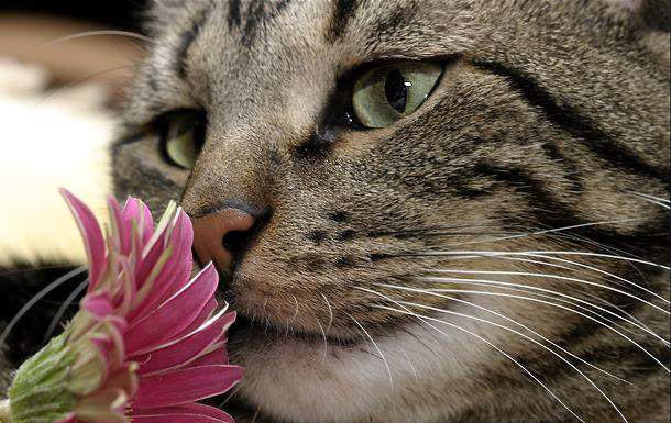 Хто такі березневі коти?