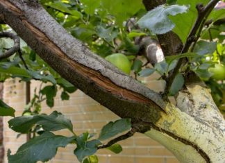 Морозобоіни: дерево потребує термінової допомоги