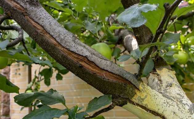 Морозобоіни: дерево потребує термінової допомоги