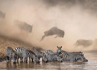 30 найбільш приголомшливих фото, які були опубліковані в National Geographic