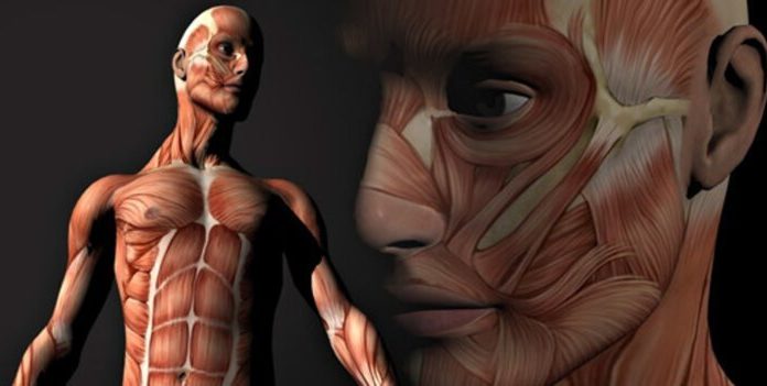 10 вражаючих фактів про нашому тілі