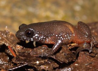 Жаба: спинка коричнева, помаранчеве черевце і білі цятки