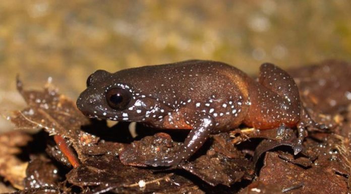 Жаба: спинка коричнева, помаранчеве черевце і білі цятки