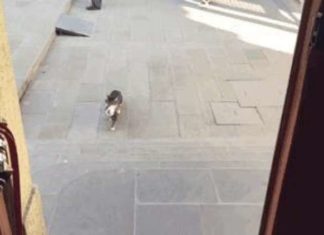 Турецький імам впускає бездомних кішок в мечеть, щоб вони могли зігрітися