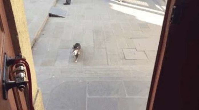 Турецький імам впускає бездомних кішок в мечеть, щоб вони могли зігрітися