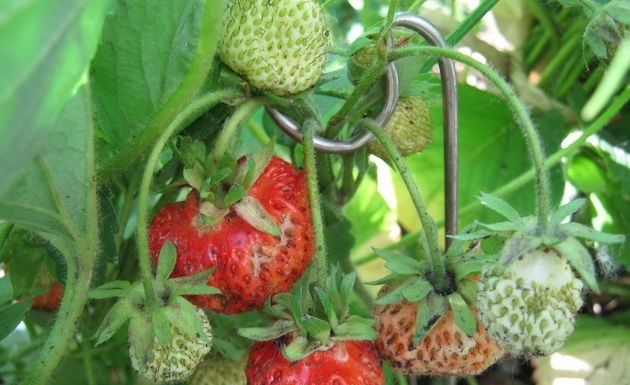 Суниця: квітконіс – на опору