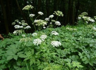 Яглиця: огляд лікувальних властивостей цілющого рослини