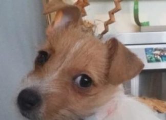 Підліток схопив у руки цуценя і кинувся бігти геть, а маленький господар собаки залишився ні з чим