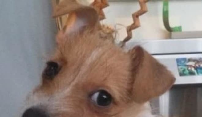 Підліток схопив у руки цуценя і кинувся бігти геть, а маленький господар собаки залишився ні з чим