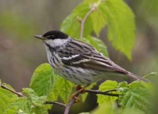 Орнітологи простежили рекордні міграції горобиних