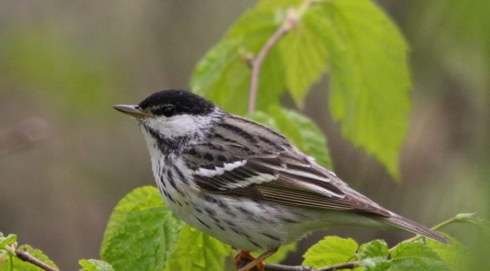 Орнітологи простежили рекордні міграції горобиних