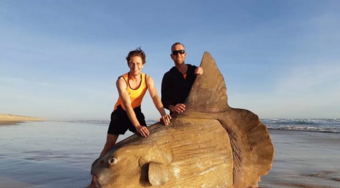 В Австралії знайдена величезна риба-місяць