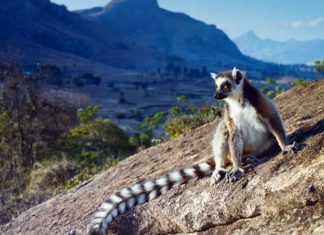 Як росіяни живуть на Мадагаскарі?