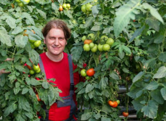 Правильний спосіб садити помідори – так, щоб вони були вище 2 метрів