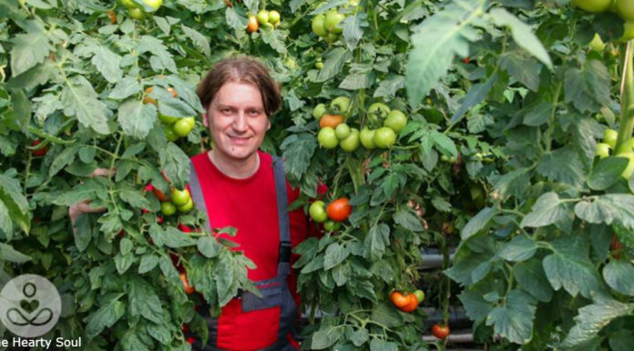 Правильний спосіб садити помідори – так, щоб вони були вище 2 метрів