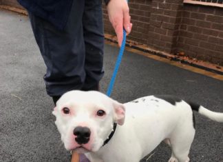 Ідеальна жертва неідеального злочину: пса кинули прямо перед камерами