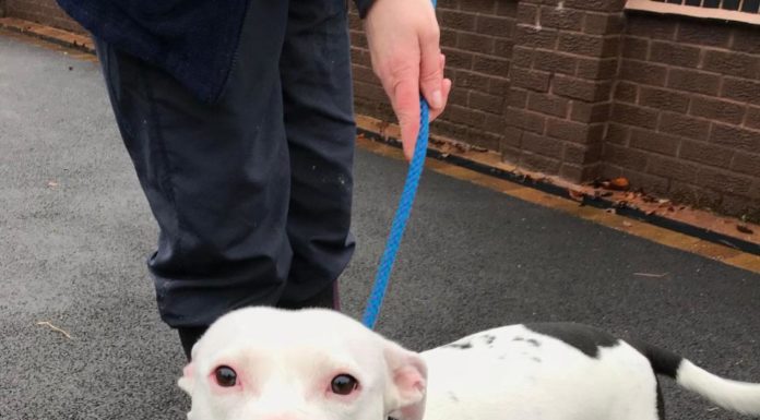 Ідеальна жертва неідеального злочину: пса кинули прямо перед камерами