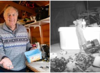 Пенсіонер гадав, хто забирається ночами в сараї, поки не встановив камеру спостереження