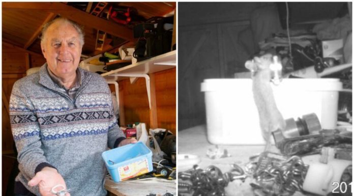 Пенсіонер гадав, хто забирається ночами в сараї, поки не встановив камеру спостереження