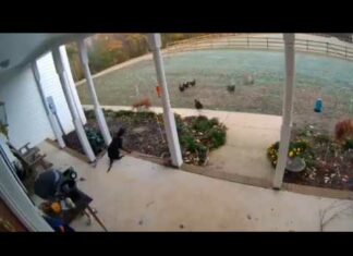 Хорошо, что у нас есть собака!