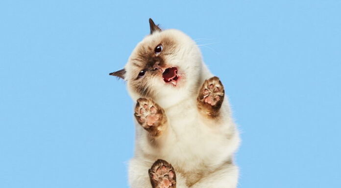 Фотографії Andrius Burba: кішки, вид знизу